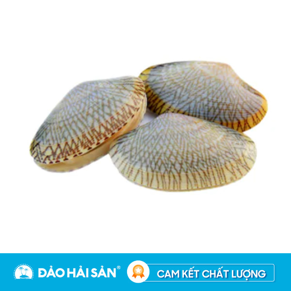 Ốc Chip Chip - Sò Lụa Sống