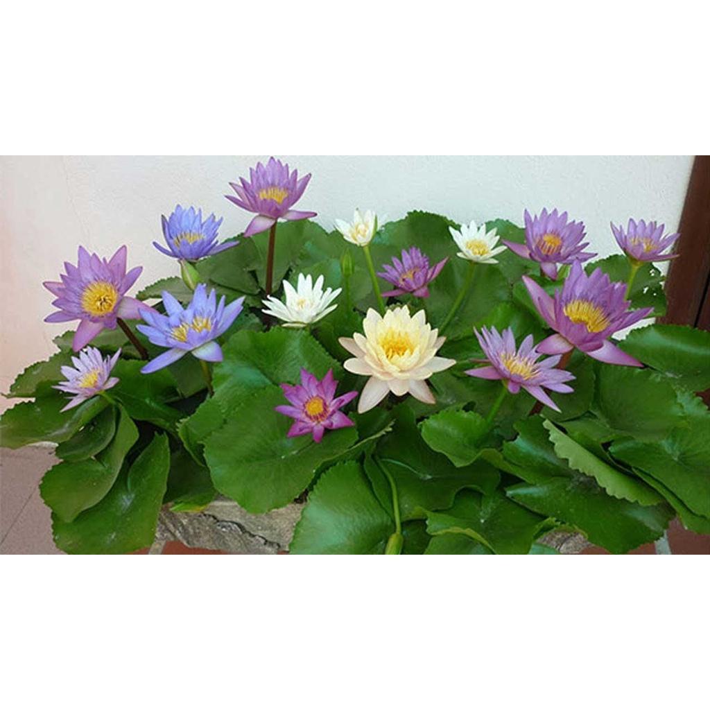 Củ giống hoa súng Thái - củ đẹp, khỏe, có đủ màu