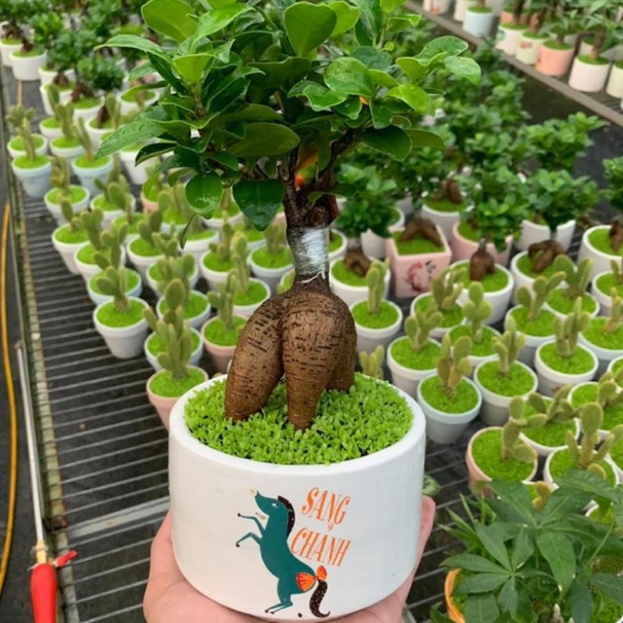 Cây Bonsai Si Nhật để bàn kèm chậu men sứ