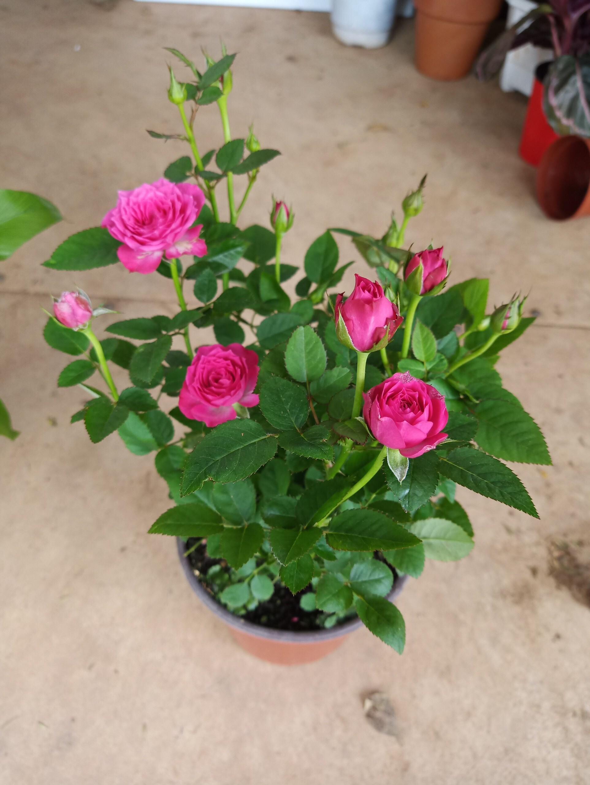 Cây hoa hồng siêu nụ nguyên bản - Ra hoa quanh năm cây đẹp chuẩn giống