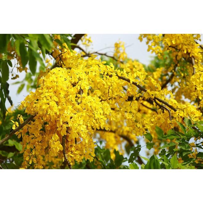Cây hoa muồng hoàng yến cây cao 50cm khỏe đẹp