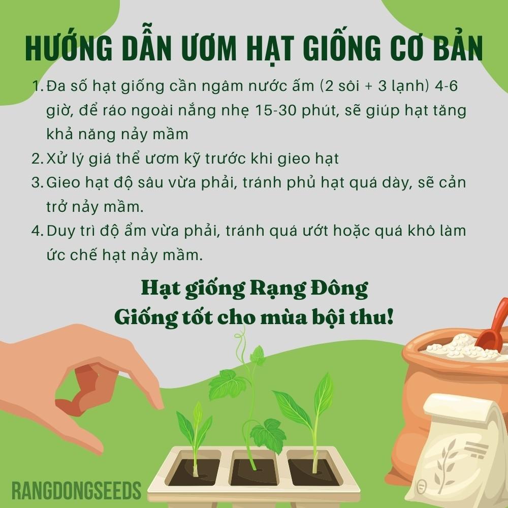 Hạt giống Cải Xoăn Kale Rado 686 (5g~500 hạt) chịu nhiệt, trồng quanh năm - Hạt giống Rạng Đông