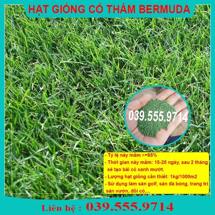 HẠT GIỐNG CỎ THẢM BERMUDA XANH 1kg  CỎ THẢM SÂN VƯỜN