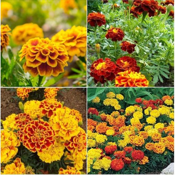 Combo 5 Gói Hạt giống hoa Vạn Thọ Pháp mix màu -gói 50 hạt/tặng kèm gói phân bón lót