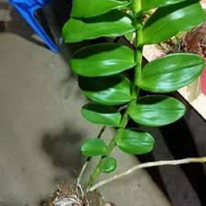 Hoa lan phi điệp- mít xuân sơn