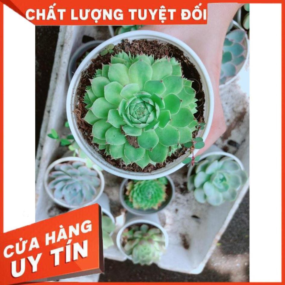 Sen đá phật bà Nhiều Người Mua