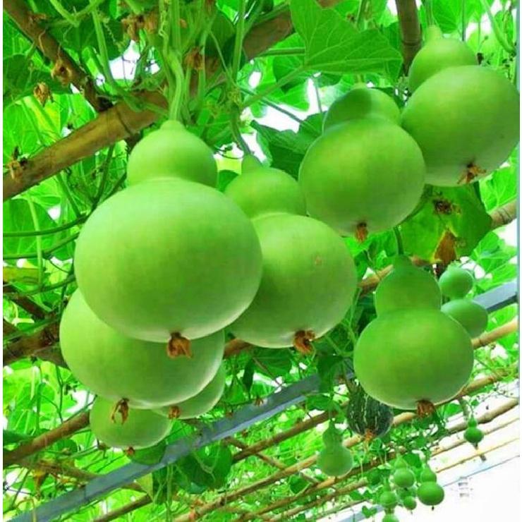 Combo 3 gói Hạt giống bầu hồ lô-gói 5 hạt-tặng kèm gói phân bón lót