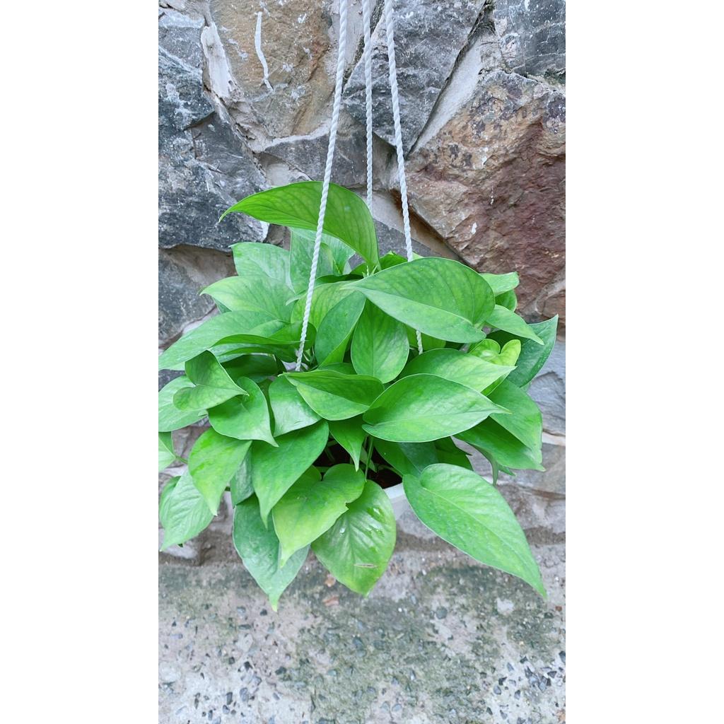 Chậu Trầu Bà Thái Xanh