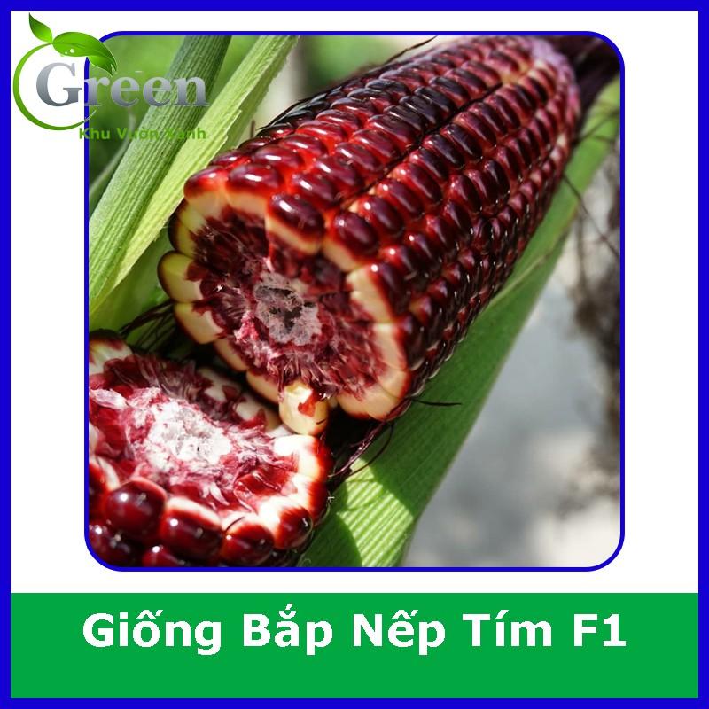 Hạt Giống Bắp Nếp Tím (Ngô Tím) F1 (20H)