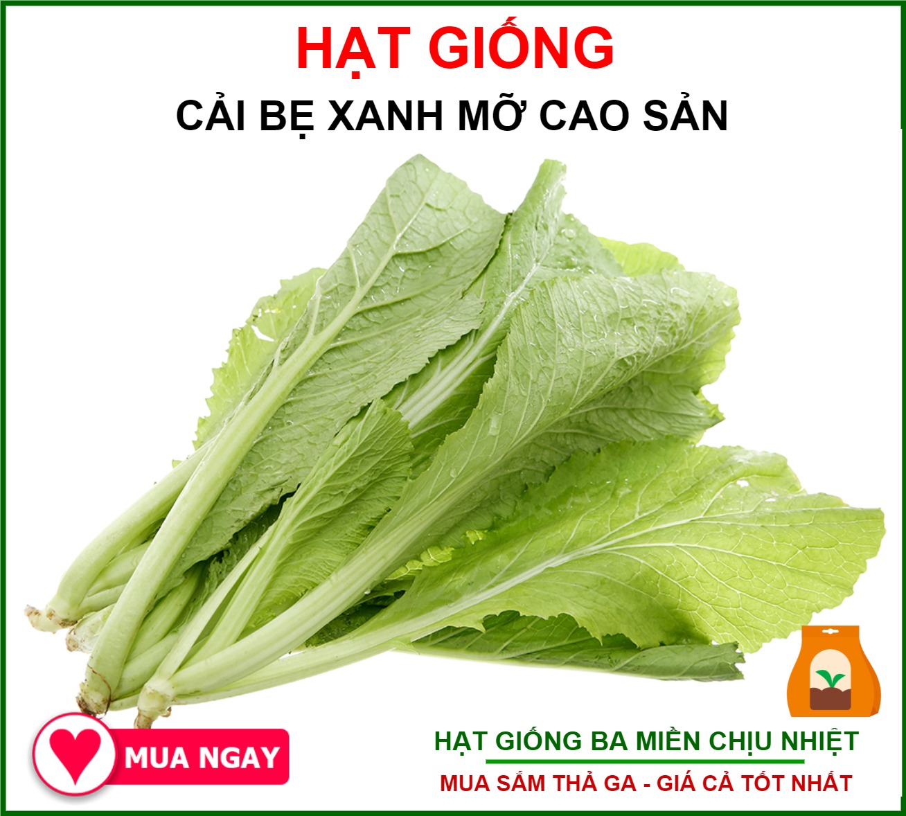 Hạt Giống Cải Bẹ Xanh Mỡ Rạng Đông Gói 20Gram