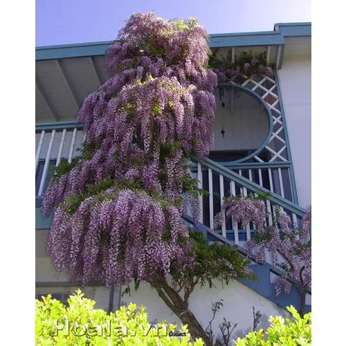 Cây giống hoa tử đằng, giống cây thân gỗ có dây leo, hoa nở quanh năm, rất phù hợp trồng ban công, trang trí cổng nhà