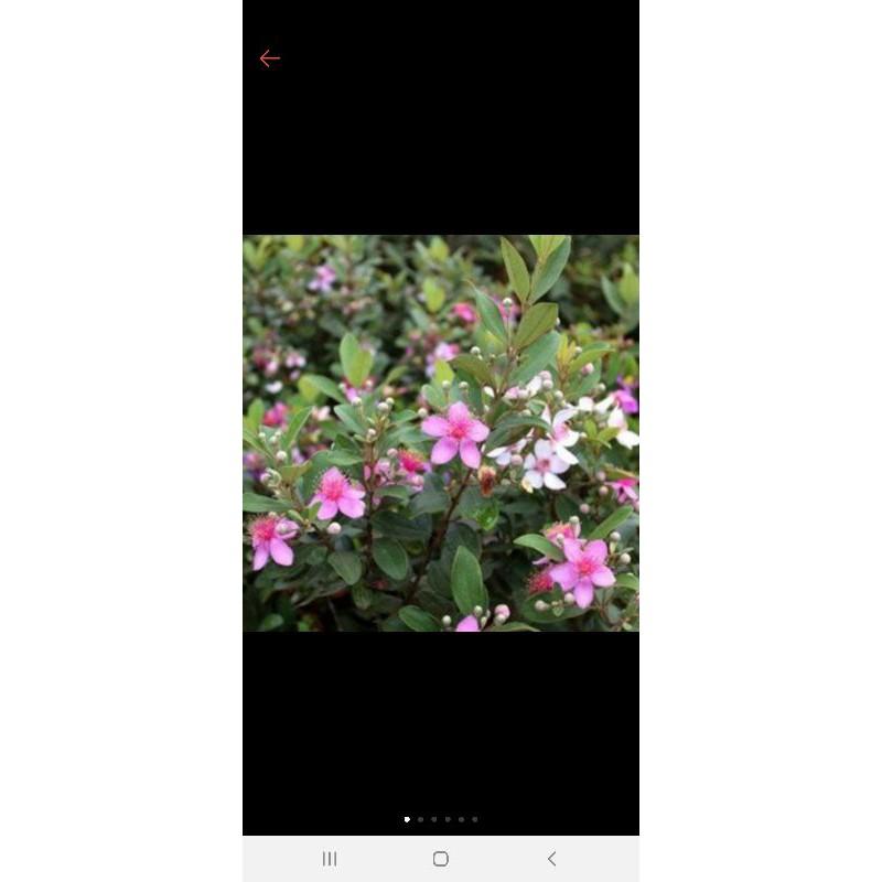 Cây sim ăn quả ảnh2