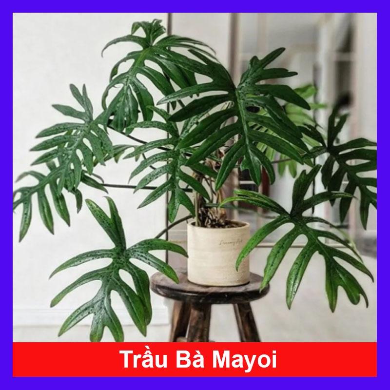 Cây Trầu Bà Mayoi - Philodendron Mayoi - cây cảnh trong nhà trang trí nội thất