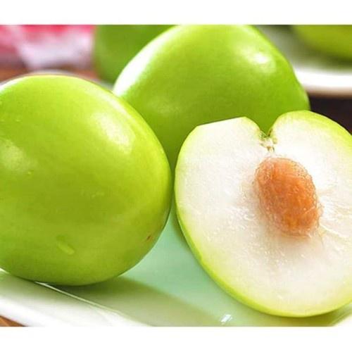 FLASH SALES Cây Táo Đại - Cây Ăn Quả - H2O Farm