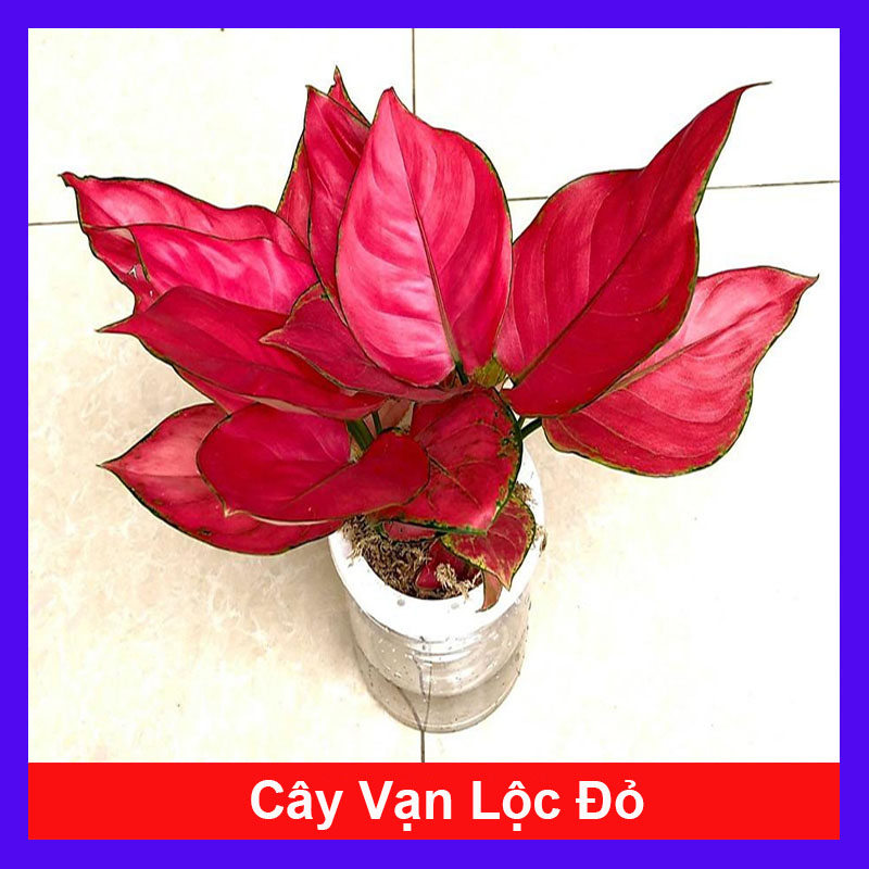 Cây vạn lộc đỏ thủy sinh