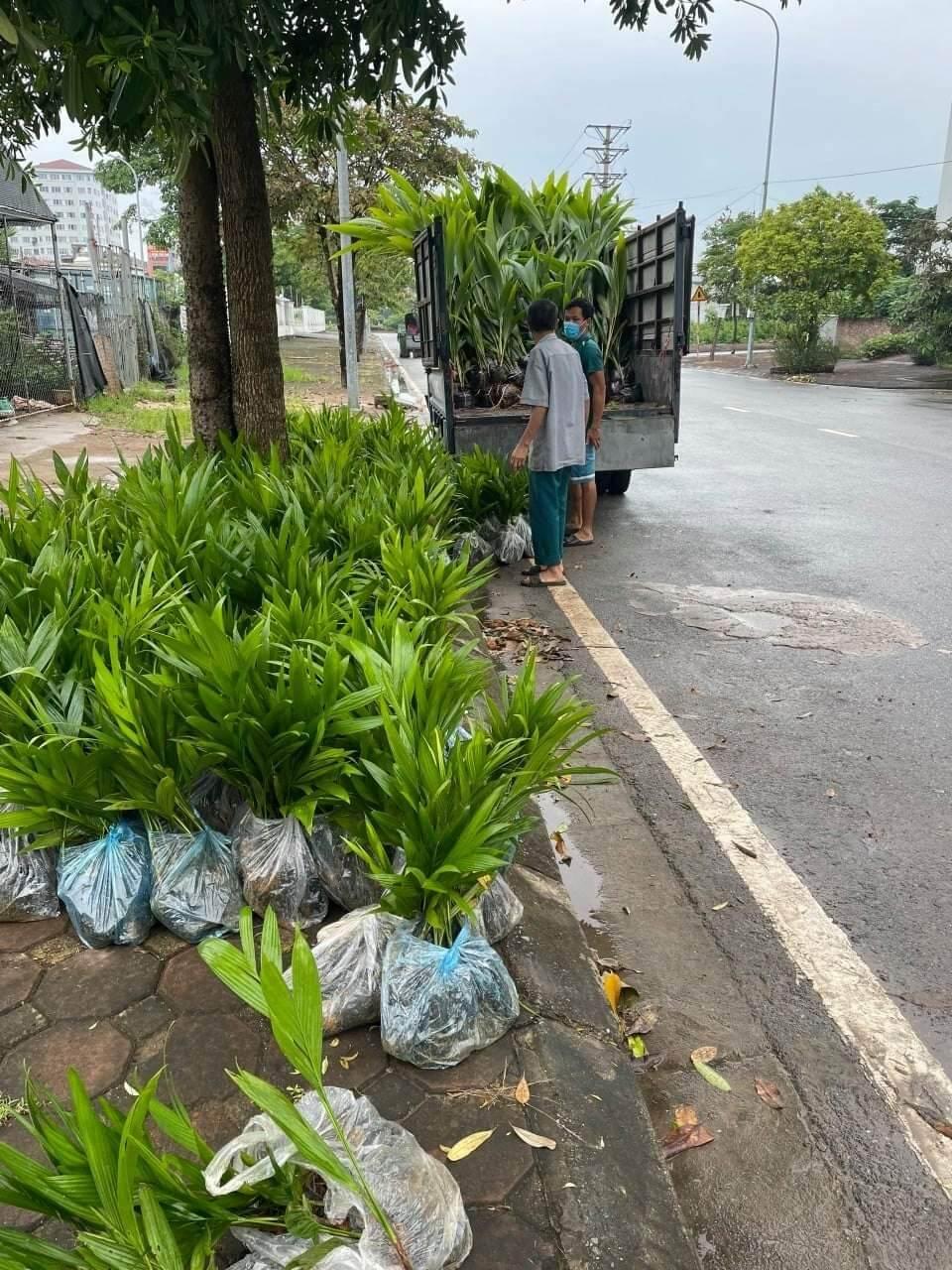 CÂY GIỐNG CAU LÙN TỨ QUÝ