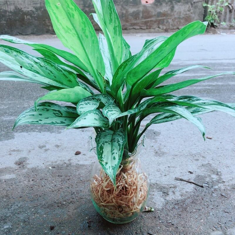 Chậu Cây Ngân Hậu Thuỷ Sinh