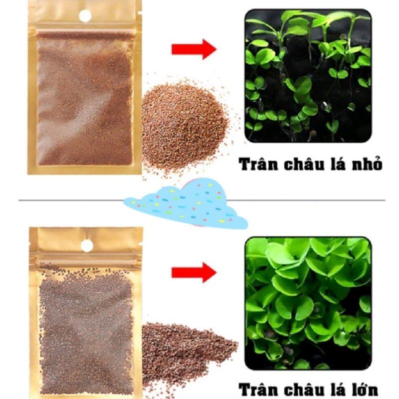 Hạt giống cây thủy sinh- Trân châu, ngưu mao chiên, cỏ tình yêu, cỏ may mắn - Mr Fish