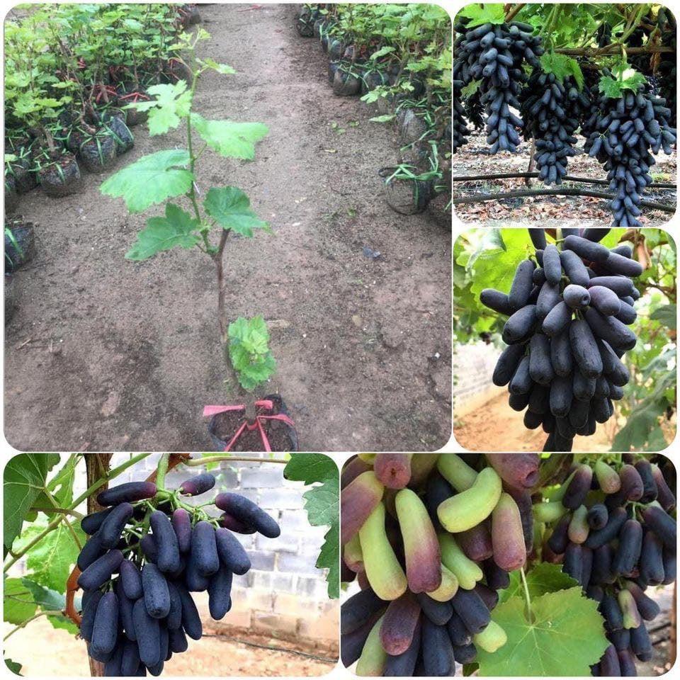 CÂY GIỐNG NHO NGÓN TAY ĐEN