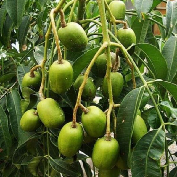 Sản phẩm CÂY CÓC THÁI