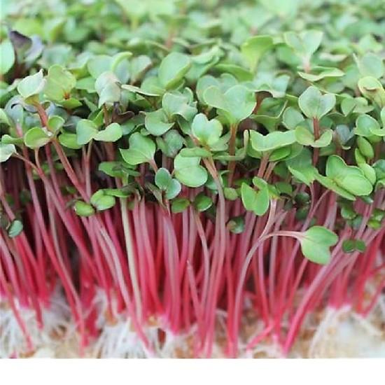 3 Gói Hạt Giống Rau Ăn Mầm -