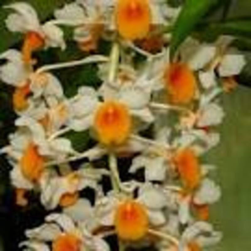 1 chậu hoa lan KIỀU CAM