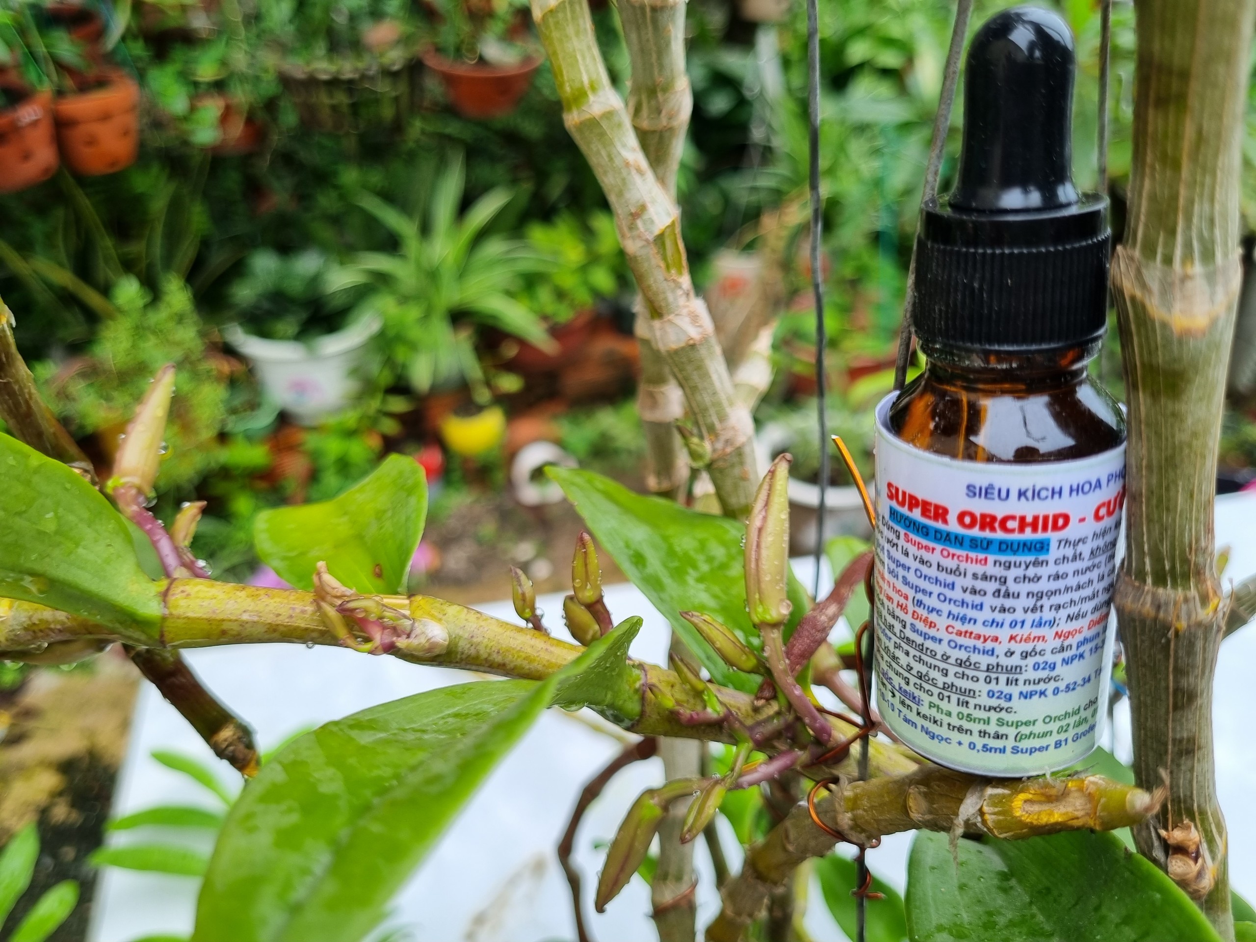 Sản phẩm siêu kích hoa lan kích mầm gốc SUPER ORCHID lọ 15ml