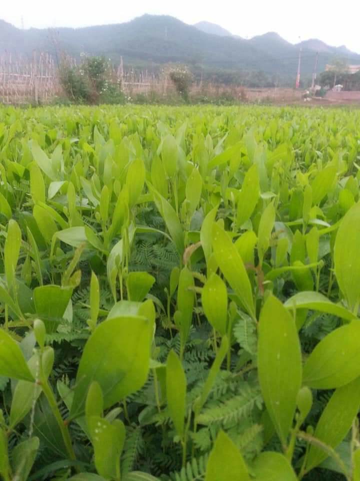HẠT GIỐNG KEO TAI TƯỢNG TRỒNG RỪNG, CẢI TẠO ĐẤT - TÚI 1KG