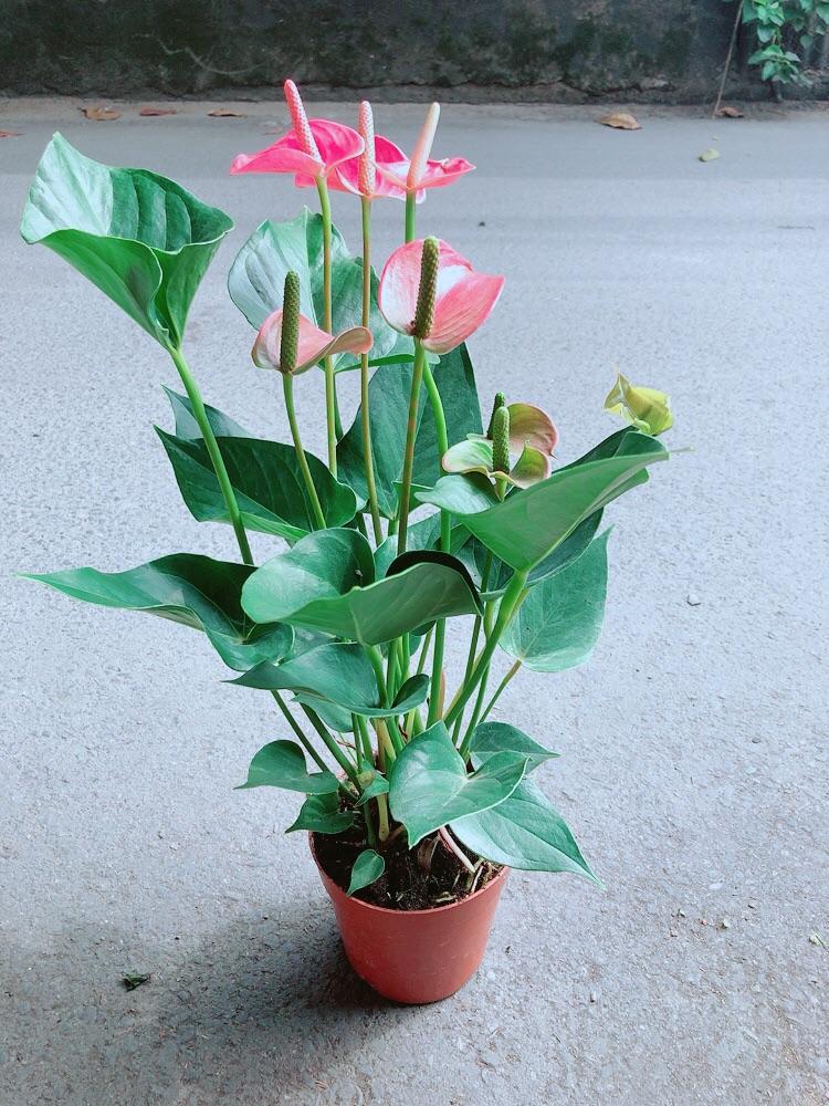 Hồng Môn Hồng