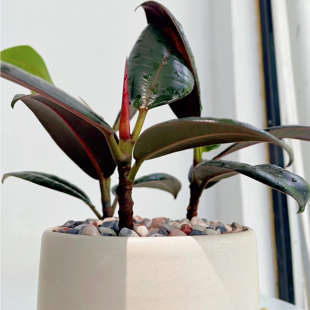 Cây Đa Búp Đỏ 3 Thân để bàn hợp phong thủy tượng trưng cho sự may mắn, hạnh phúc