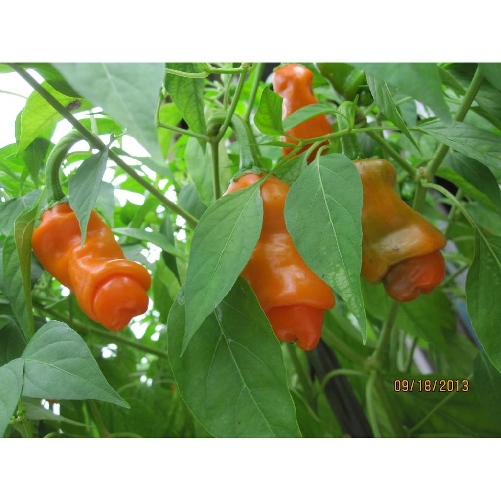 Gói 5 hạt giống ớt Peter giống chuẩn