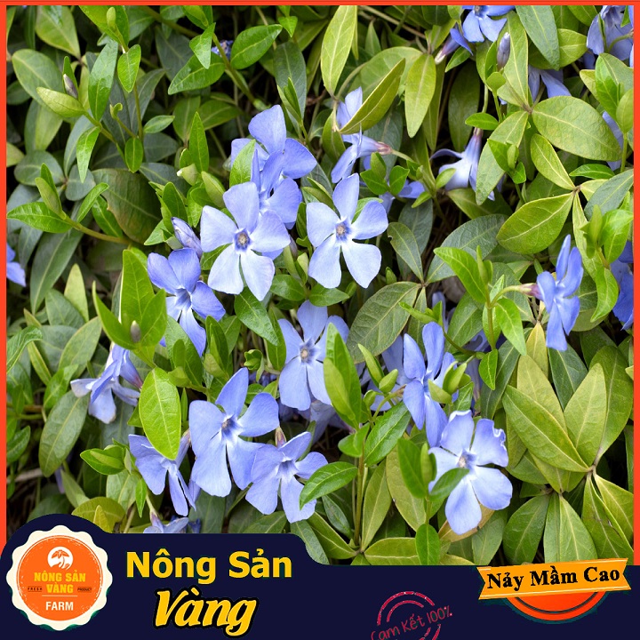 Hạt giống Hoa Dừa Cạn Đứng Nhiều Màu - Nông Sản Vàng