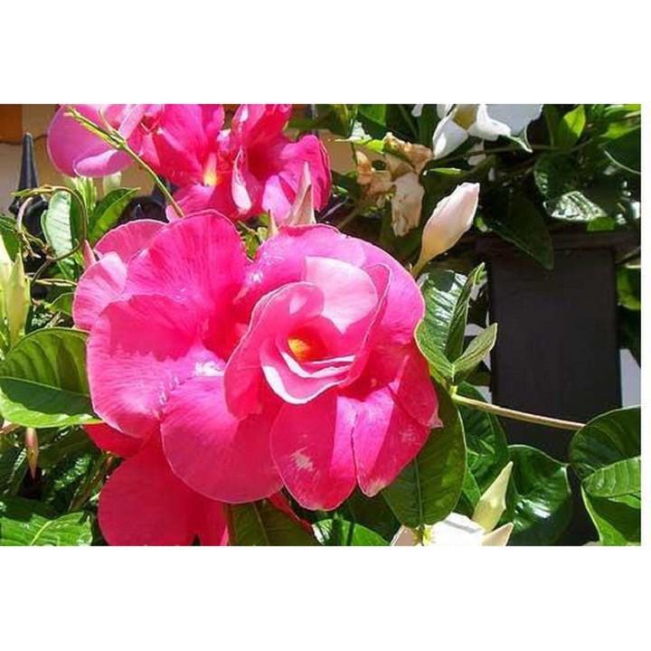1 CHẬU cây hoa Hồng Anh CÁNH KÉP GIỐNG leo cho tường nhà rực rỡ sắc hoa, MIIXX MÀU