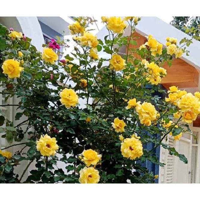 Hoa hồng cổ Sơn La vàng (leo) cực đẹp - bầu cây giống phát triển ổn định