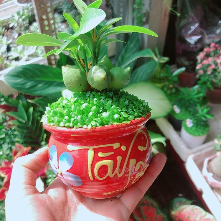 Chậu Cây May Mắn Tài Lộc