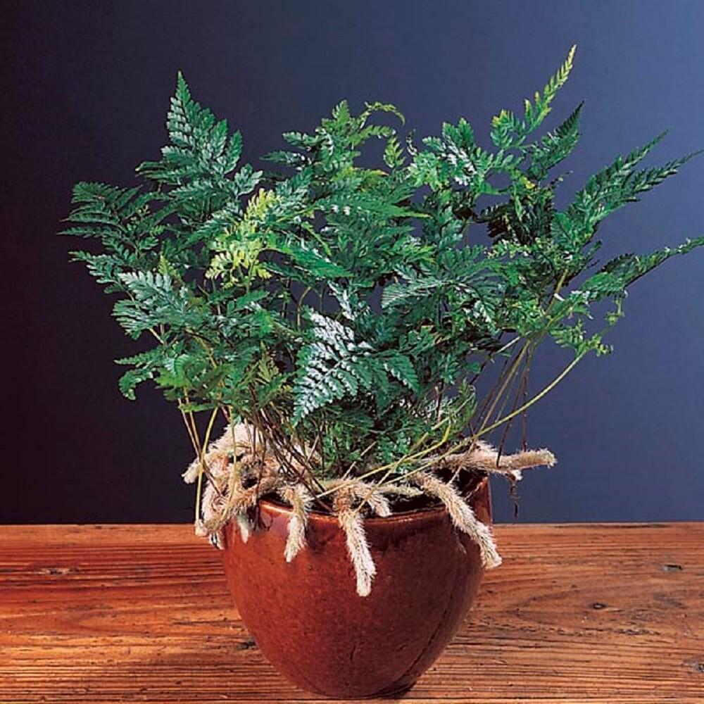 Cây Davallia tyermanii  chậu treo bí ngô