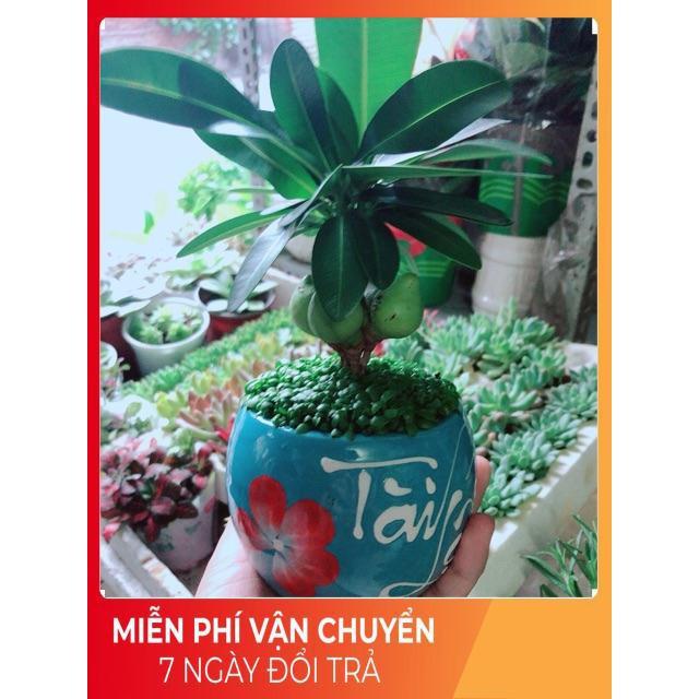 Chậu Cây May Mắn Tài Lộc