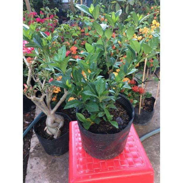 Hoa lài siêu hoa hoa kép