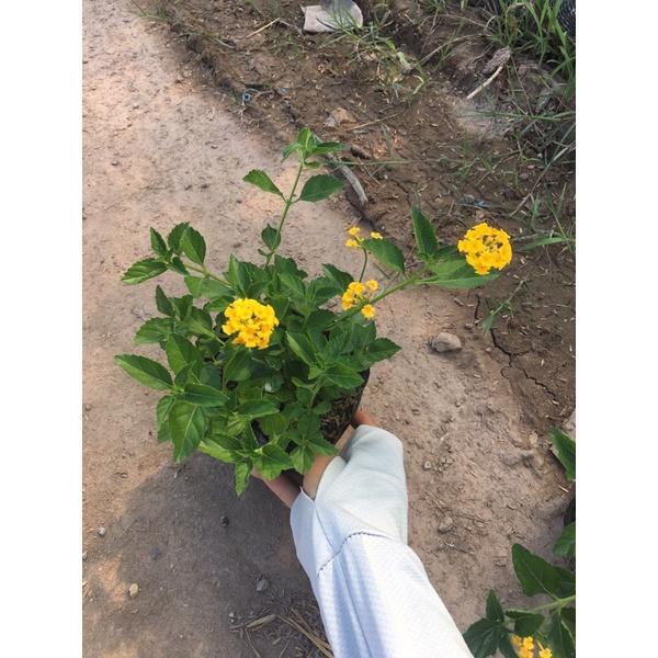 Cây hoa ngũ sắc vàng rủ trồng bịch đen ,thích hợp trồng công trình trang trí sân vườn