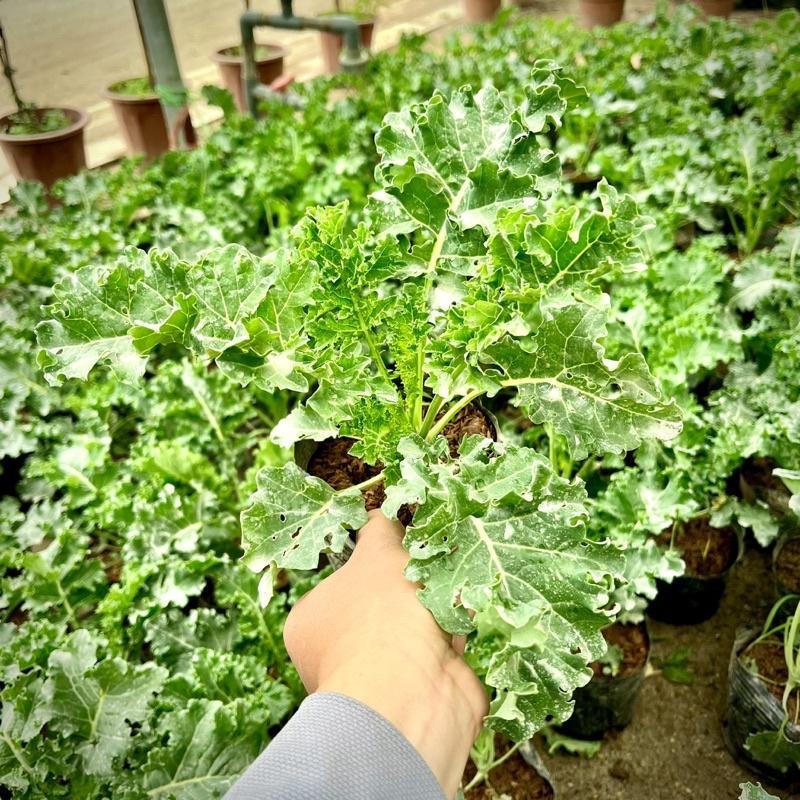 Cây cải xoăn KALE lá xanh  Vua các loại rau (ảnh thật Số 2) 16 Tác dụng của cải xoăn kale với sức khỏe và sắc đẹp
