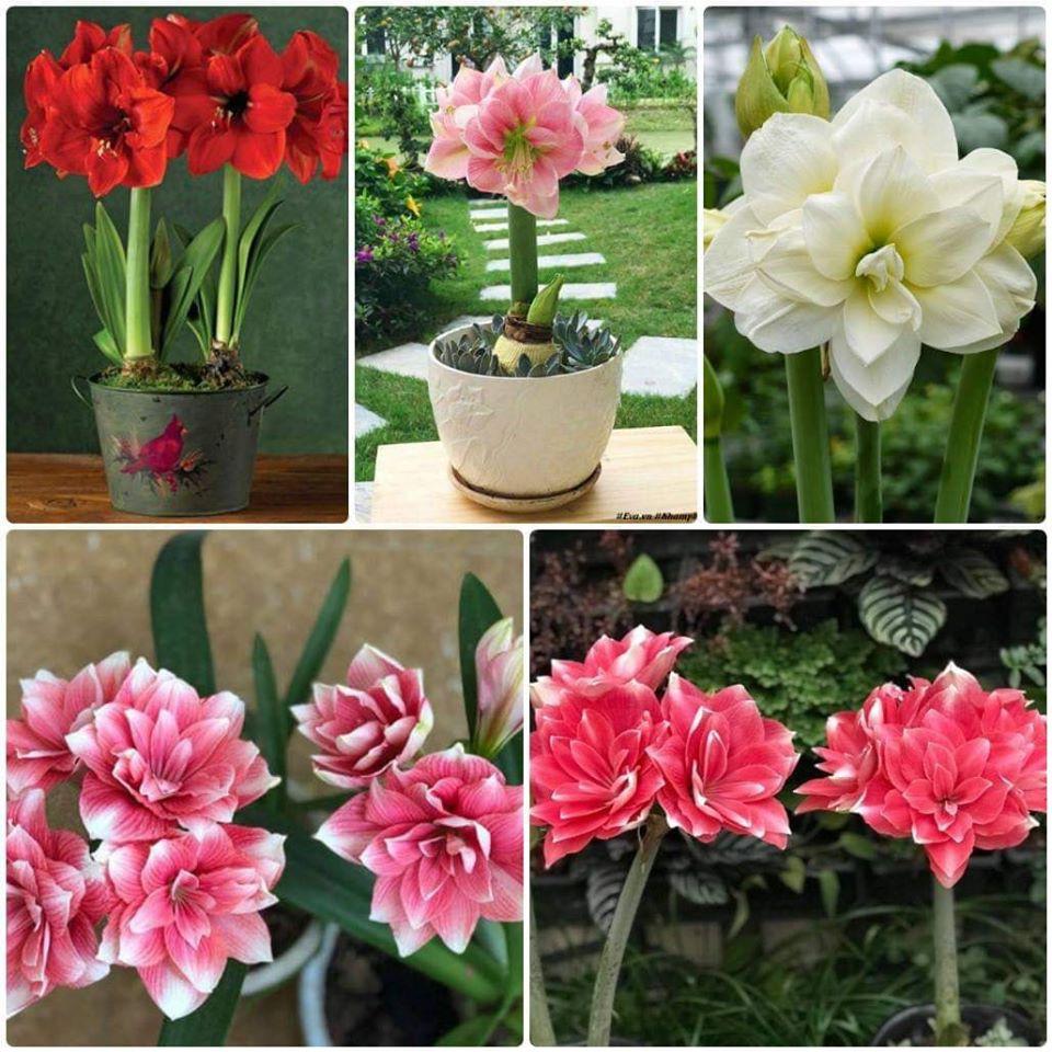 CỦ HUỆ CÁNH KÉP -