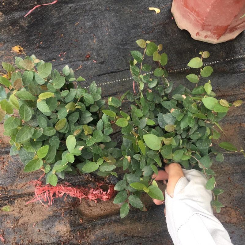 Cây vảy ốc nhiều ngọn xum xuê