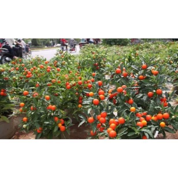 Sản phẩm CÂY QUẤT NHẬT - SIÊU PHẨM CHƠI TẾT