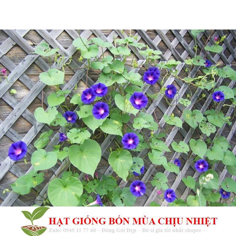 Hạt Giống Hoa Bìm Bìm Mix Nhiều Màu ĐẾN MÙA TRỒNG TẾT