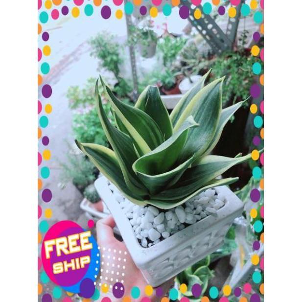 Chậu Lưỡi Hổ Thái Xanh