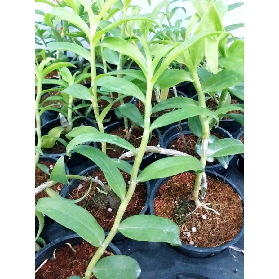 Phong lan - giả hạc hồng mỹ nhân