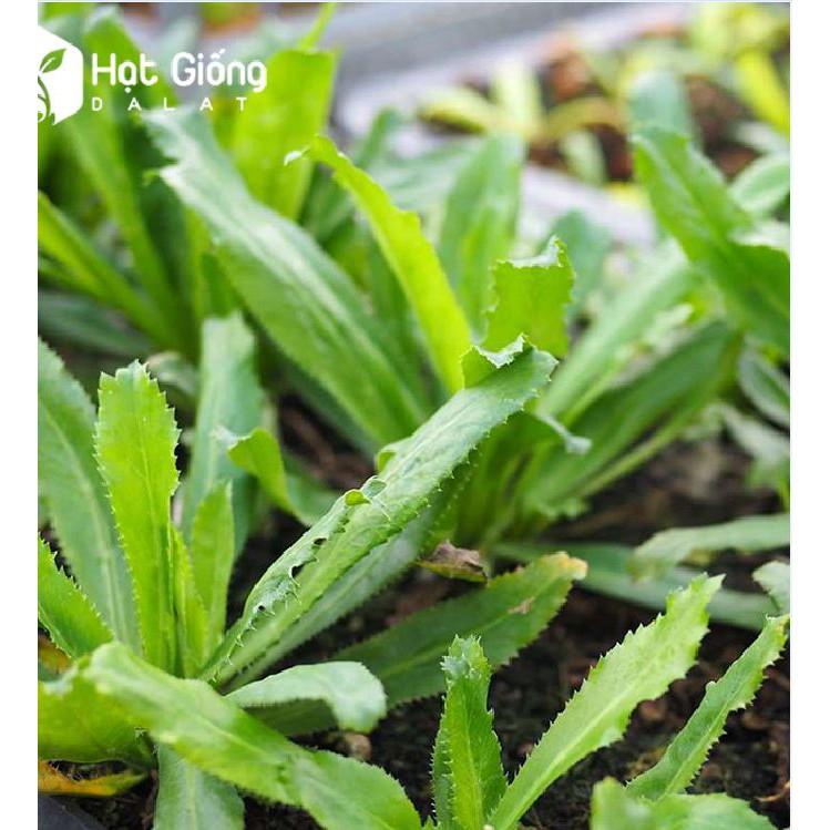 Hạt giống Ngò Gai – Mùi Tàu 2gr/gói