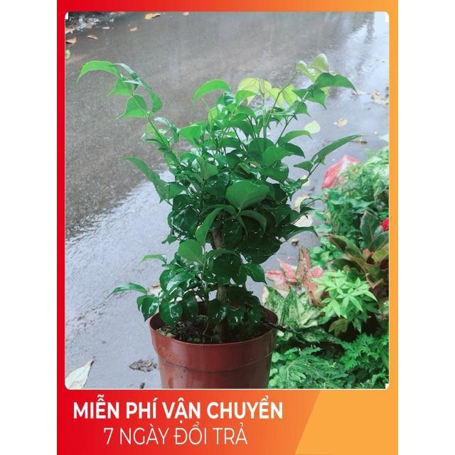 Cây Hạnh Phúc
