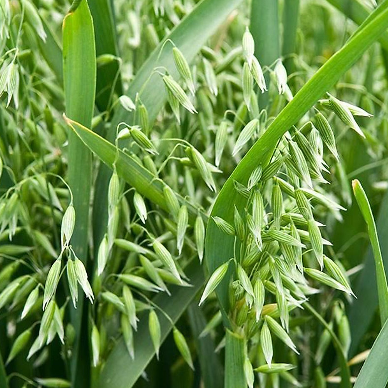 Hạt Giống Cỏ Yến Mạch 300g – Hạt Giống Cỏ Chăn Nuôi Chịu Lạnh Tố- Cỏ nuôi mèo