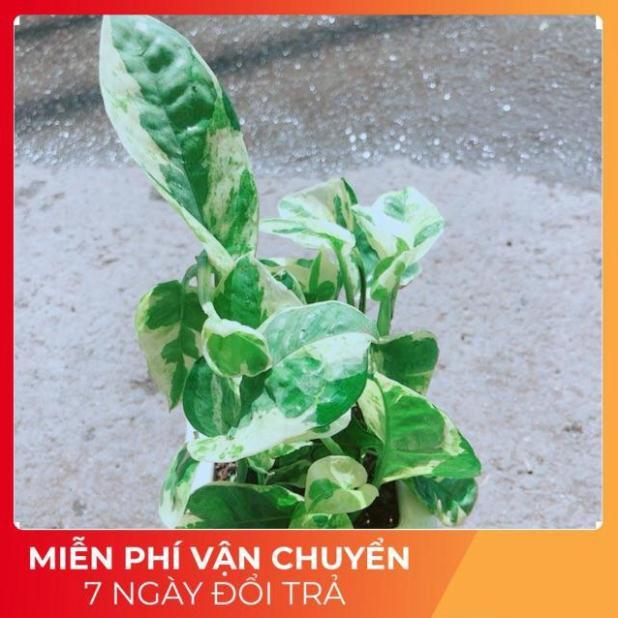 Chậu Trầu Bà Sữa